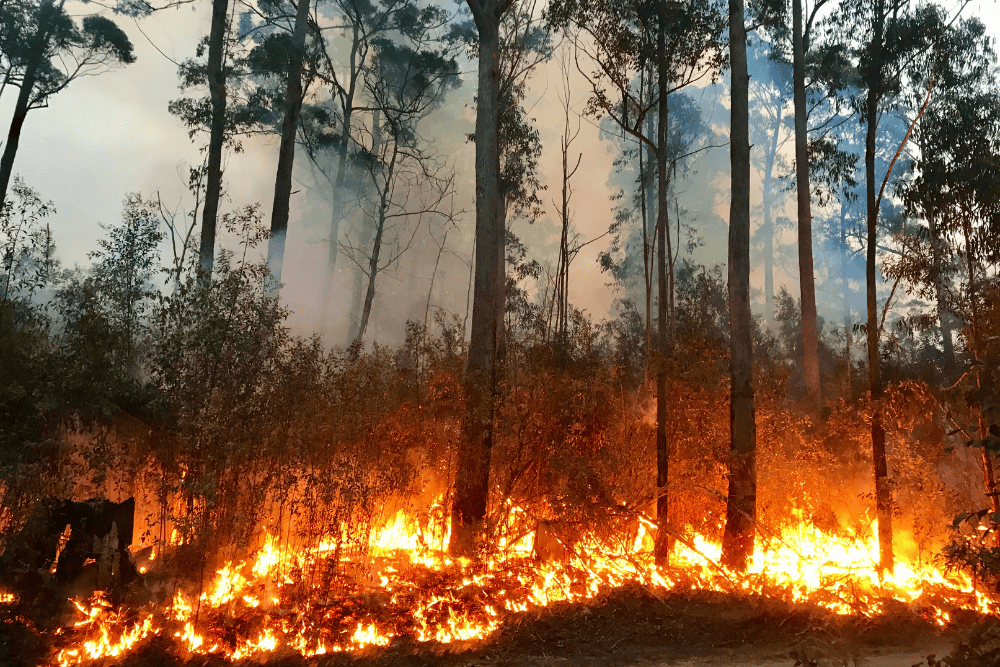 NSW RFS
